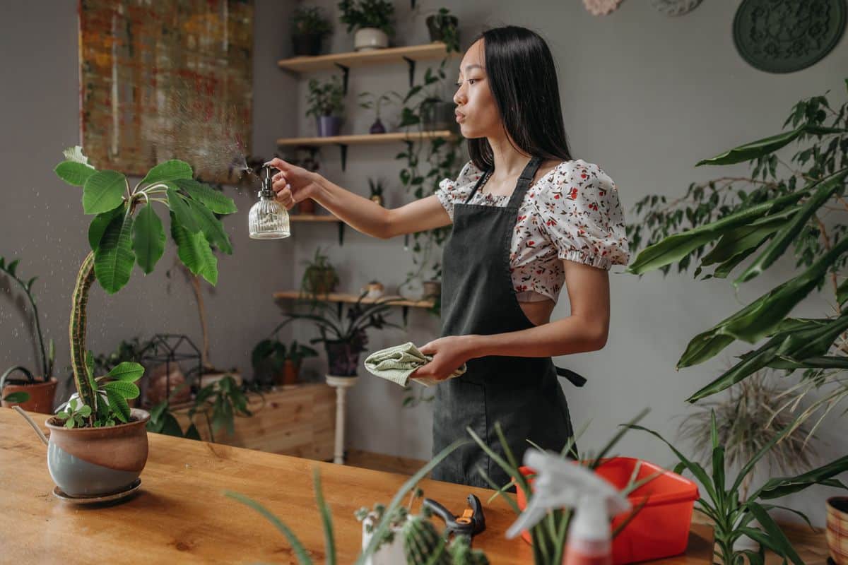 Plantas en maceta para jardín interior
